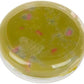 Crayola Silly Putty Puke Ugly Putty 20 G
